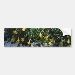 Adesivo Para Carro Flores amarelas Daffodils na neve