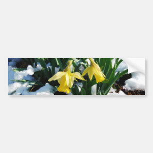 Adesivo Para Carro Flores amarelas Daffodils na neve