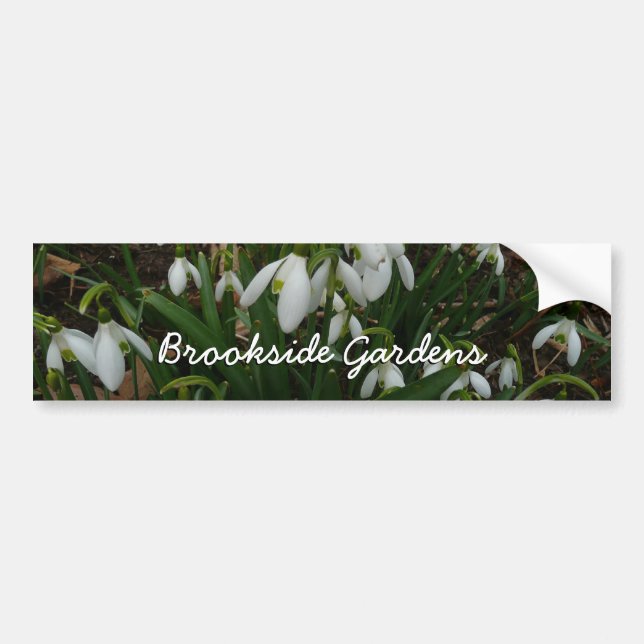 Adesivo Para Carro Flores de primavera Brancas I (Galanthus) (Frente)