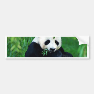 Adesivo Para Carro Folhas de Comida de Panda