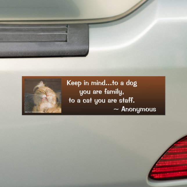 Adesivo Para Carro Foto Personalizada de Fechamento do Maine Coon (No carro)
