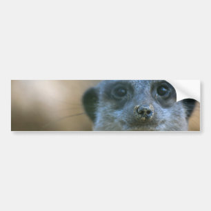 Adesivo Para Carro Funny Meerkat