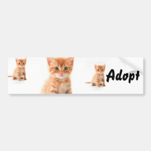 Adesivo Para Carro Gatinho Gato Cachorro Adotar Bumper Sticker