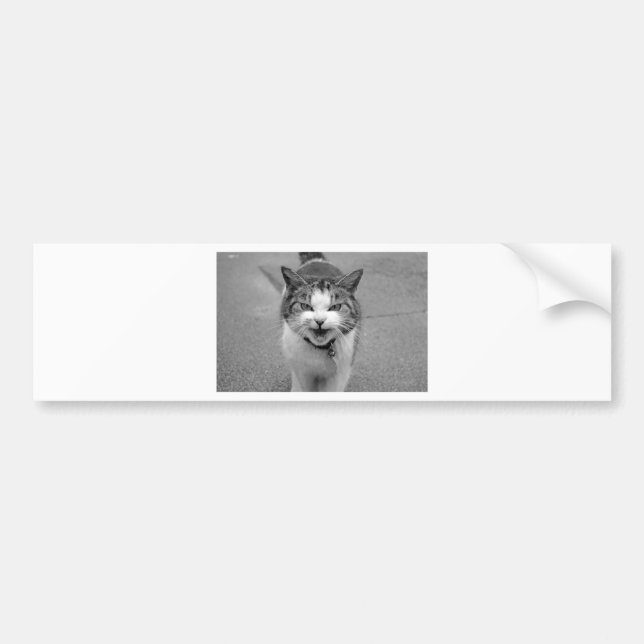 Adesivo Para Carro Gato Irritado (Frente)