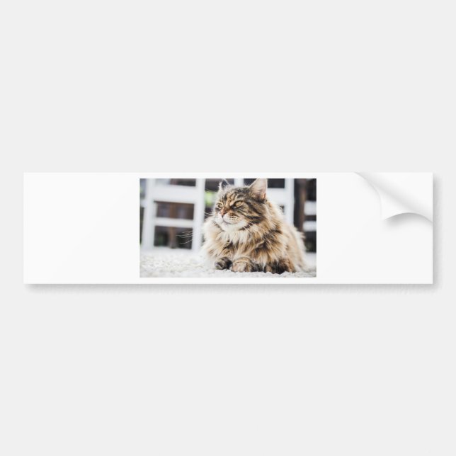 Adesivo Para Carro Gato profundo no pensamento (Frente)