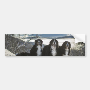 Adesivo Para Carro grupo de cães da montanha bernesa