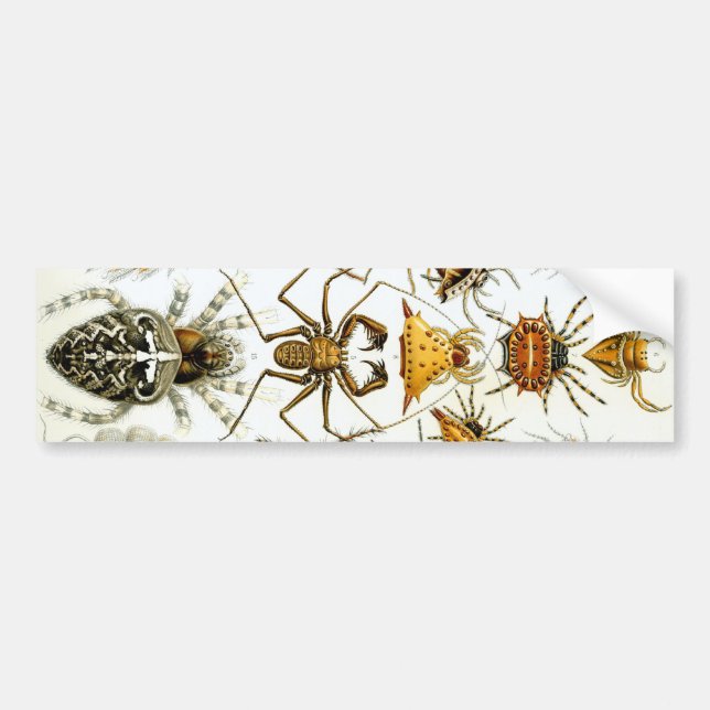 Adesivo Para Carro Haeckel (Frente)