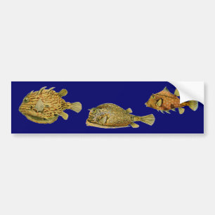 Adesivo Para Carro Haeckel Fish