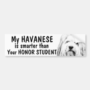 Adesivo Para Carro Havanese - mais esperto do que o estudante da