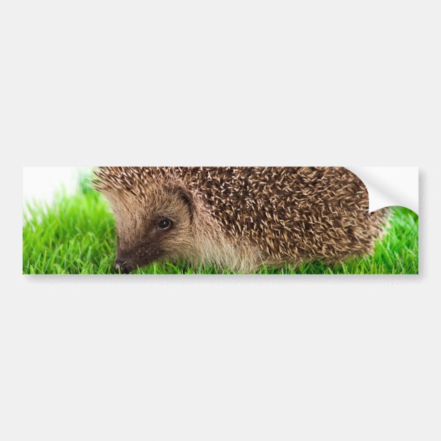 Adesivo Para Carro hedgehog (Frente)