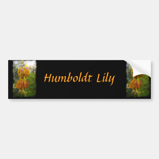 Adesivo Para Carro Humboldt Lily Sunburst (Frente)