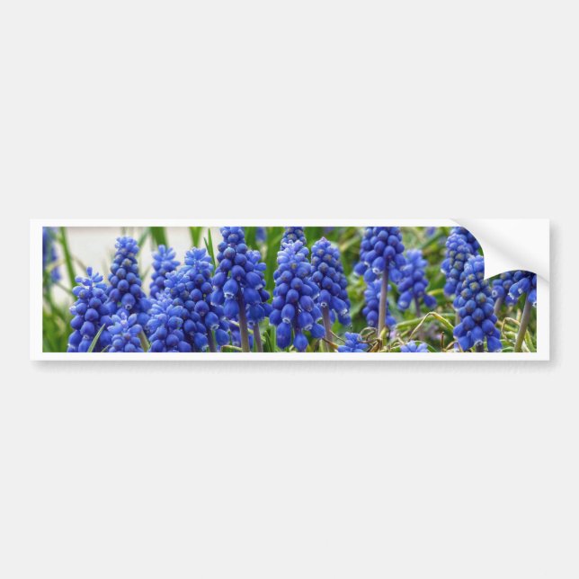 Adesivo Para Carro Hyacinth Grape (Frente)