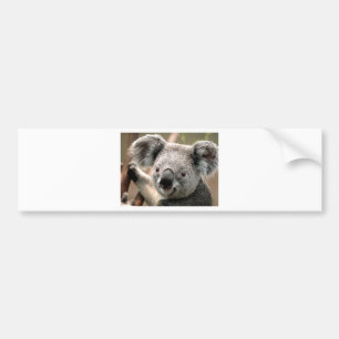 Adesivo Para Carro Koala