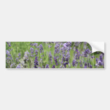 Lavanda