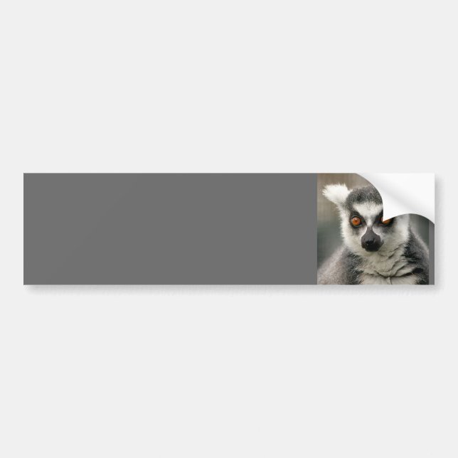 Adesivo Para Carro lemur da cauda do anel (Frente)