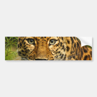 Adesivo Para Carro Leopardo de Amur