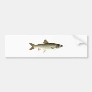 Adesivo Para Carro Logotipo da truta de lago