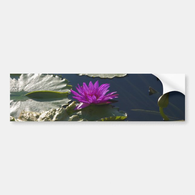 Adesivo Para Carro Lotus Waterlily Bumper Sticker (Frente)