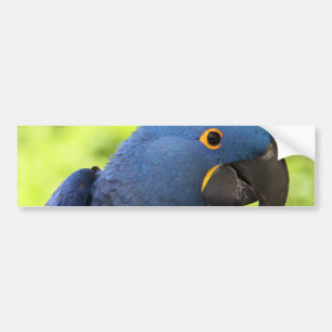 Adesivo Para Carro Macaw do jacinto