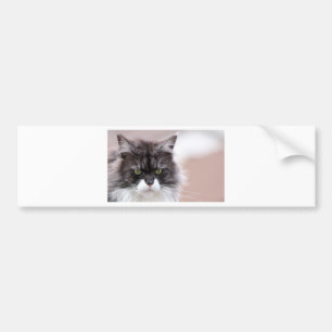 Adesivo Para Carro Maine Coon Cat