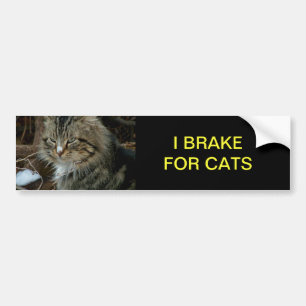 Adesivo Para Carro Maine Coon Cat Bumper Sticker