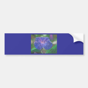 Adesivo Para Carro Manhã Glória (Ipomoea Purpurea) Petais e Dew Dr.