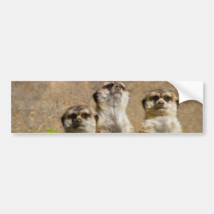 Adesivo Para Carro Meerkats