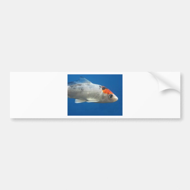 Adesivo Para Carro Meu Peixe de Peixe Koi (Frente)