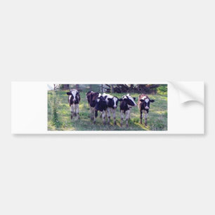 Adesivo Para Carro Moooooo