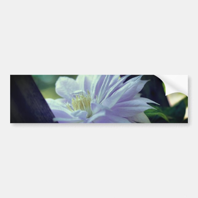 Adesivo Para Carro Nestled Clematis Flower  (Frente)