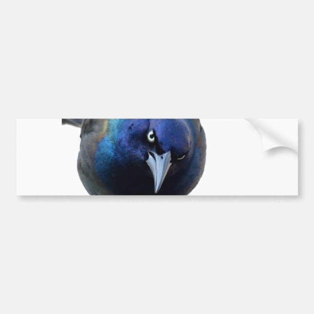 Adesivo Para Carro O Grackle irritado (Frente)