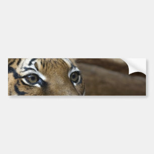Adesivo Para Carro Olhos do tigre