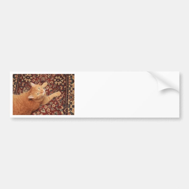 Adesivo Para Carro Orange Tabby (Frente)