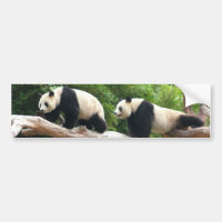 Panda gigante em uma fotografia de zoológico de an