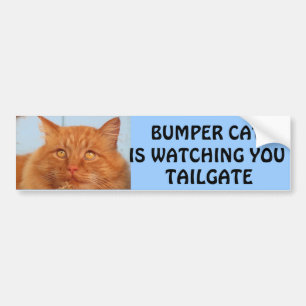 Adesivo Para Carro Pára-choque Cat está observando você TAILGATE 14