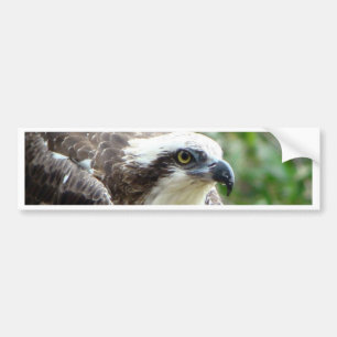 Adesivo Para Carro Pássaro do Osprey