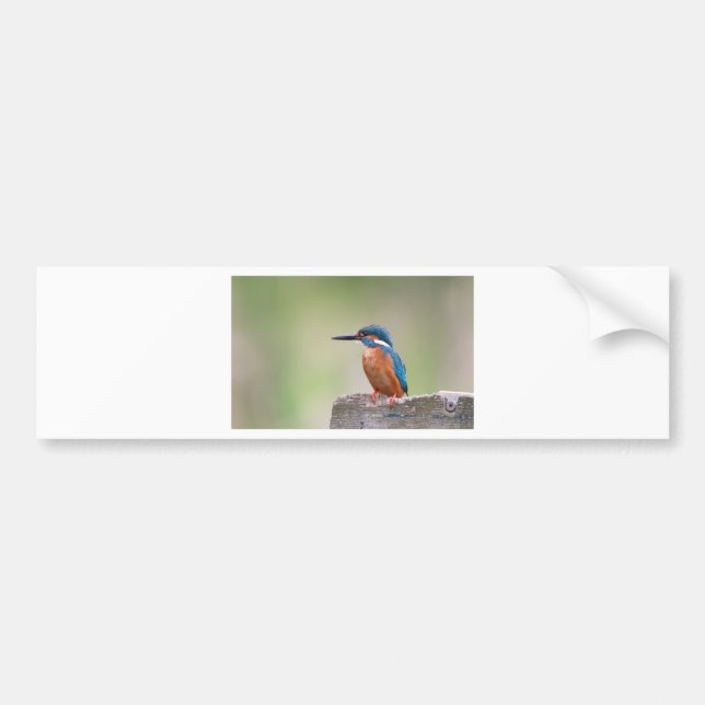 Adesivo Para Carro Pássaro Kingfisher. (Frente)