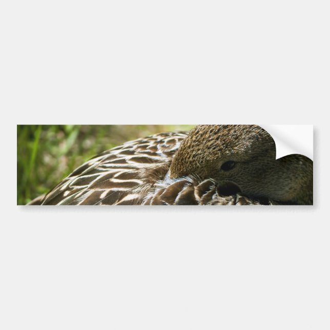 Adesivo Para Carro Pato (Frente)