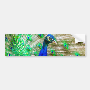 Adesivo Para Carro Peacock Plumage