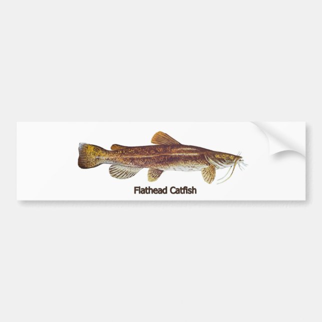 Adesivo Para Carro Peixe-gato Flathead (Frente)