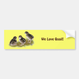 Adesivo Para Carro Pintinhos Coturnix Quail