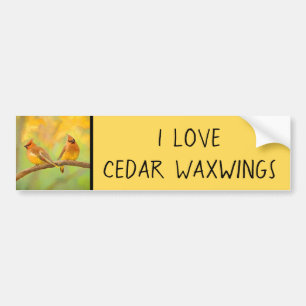 Adesivo Para Carro Pintura De Cedar Waxwing - Arte De Cachorro Origin