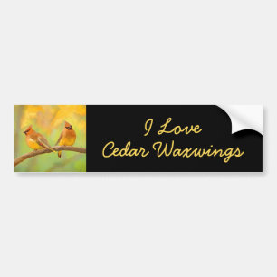 Adesivo Para Carro Pintura De Cedar Waxwing - Arte De Cachorro Origin