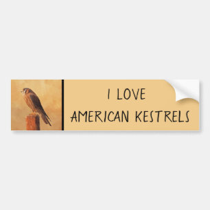 Adesivo Para Carro Pintura em Kestrel Americano - Arte de Pássaro Or