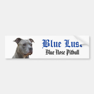 Adesivo Para Carro Pitbull Blue Lust Bumper Sticker