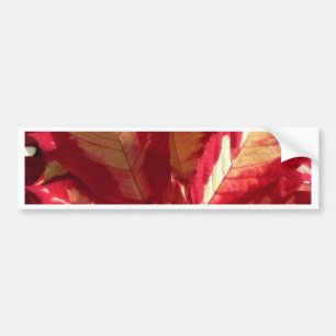 Adesivo Para Carro Poinsettia Rosa