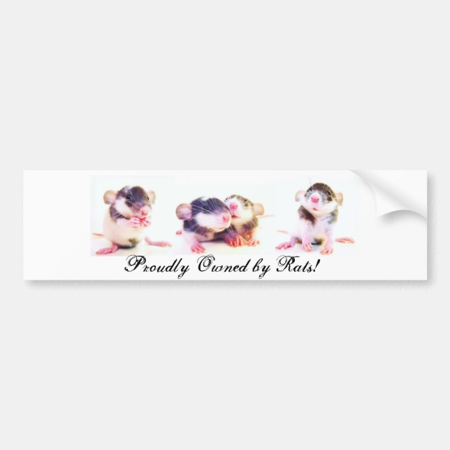 Adesivo Para Carro Possuído orgulhosa por ratos! (Frente)