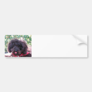 Adesivo Para Carro Preto da caniche de brinquedo