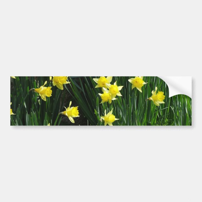 Adesivo Para Carro Primavera Daffodils (Frente)