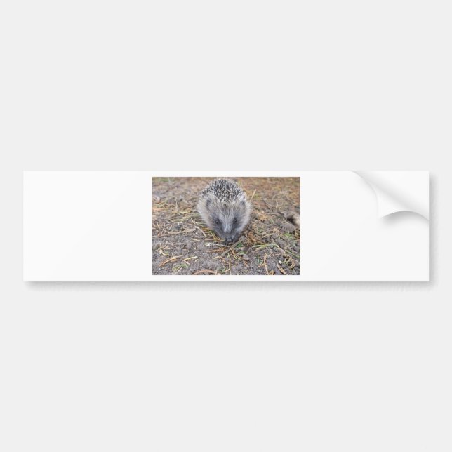 Adesivo Para Carro Produtos de Hedgie (Frente)